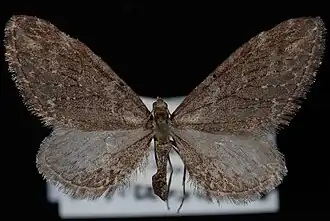 Eupithecia scabrogata