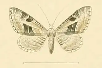 Eupithecia scalptata