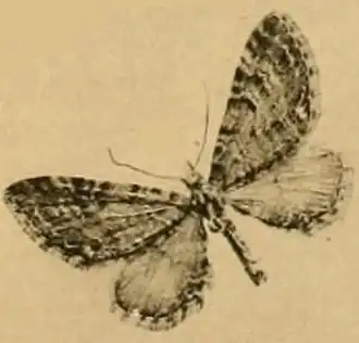 Eupithecia suboxydata