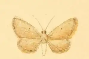 Eupithecia sutiliata