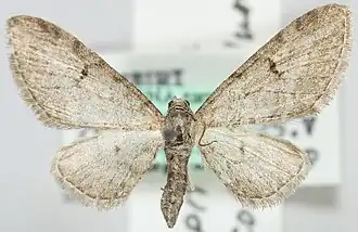 Eupithecia quadripunctata