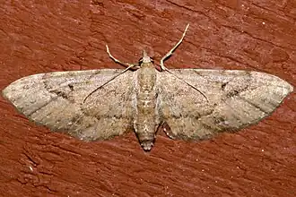 Eupithecia unicolor