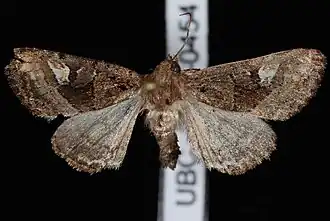 Euplexia benesimilis