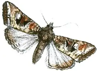 Euplexia discisignata