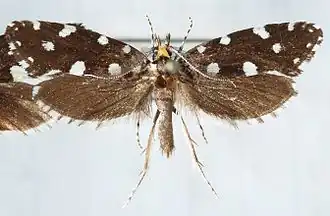 Euplocamus anthracinalisSterrenhemelmot