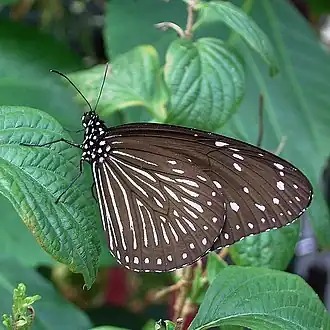 Euploea mulciber