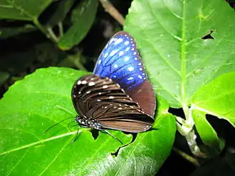 Euploea mulciber