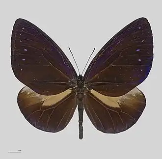 Euploea phaenareta