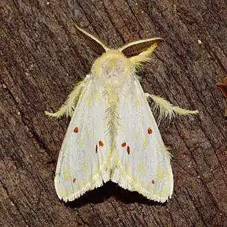 Euproctis rufopunctata