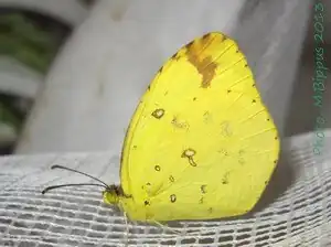 Eurema floricola