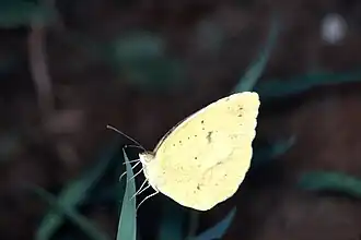 Eurema lisa