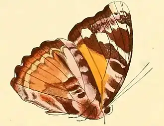Euriphene atossa