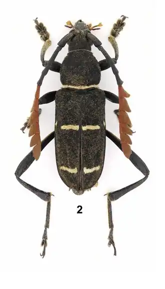 Euryarthrum apicefasciatum
