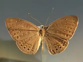 Eurybia halimede