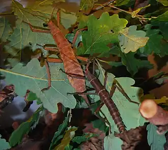 Eurycantha insularis