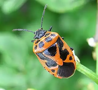 Scharlaken schildwants