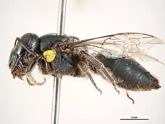 Euryglossa aureopilosa