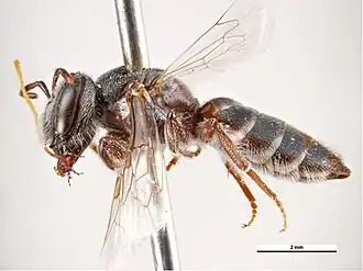 Euryglossa hardyi