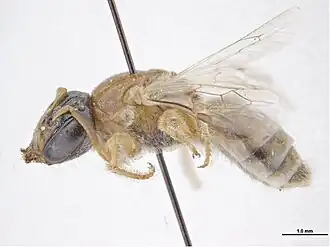 Euryglossa limata