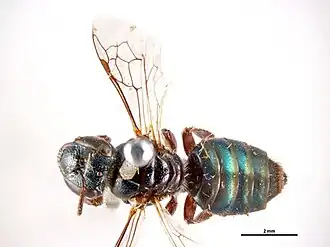 Euryglossa schomburgki