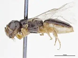 Euryglossina bowenensis