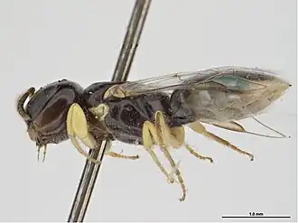 Euryglossina flaviventris