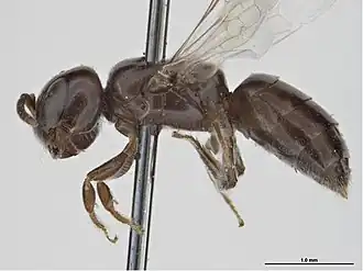 Euryglossina globuliceps