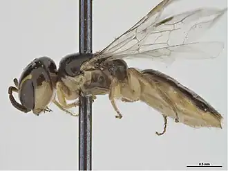 Euryglossina pulcherrima