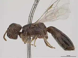 Euryglossina stygica