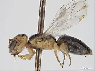 Euryglossina xanthocephala