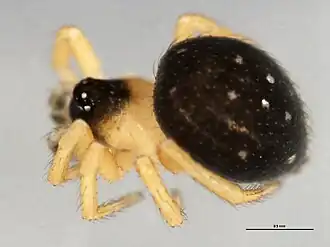 Euryopis argentea