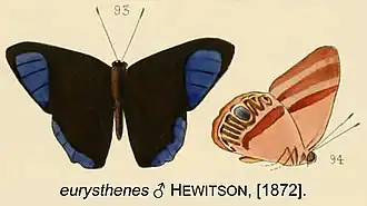 Euselasia eurysthenes