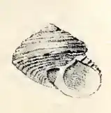 Eurytrochus danieli