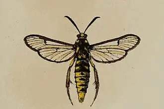 Eusphecia pimplaeformis