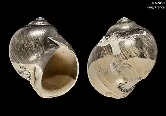 Euspira presubplicata