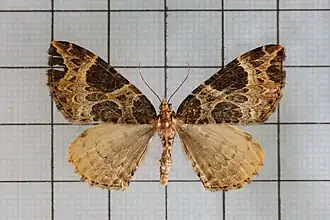 Eustroma melancholica