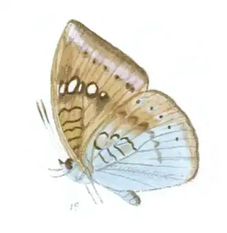 Euthalia merta