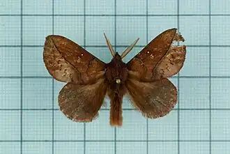 Euthrix ochreipuncta