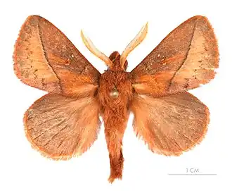 Euthrix tamahonis