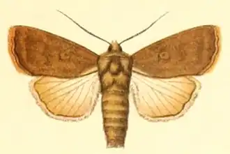 Euxoa acuminifera