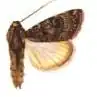 Agrotis brachypecten