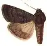 Euxoa crassilinea