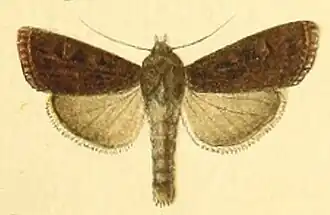 Euxoa enixa