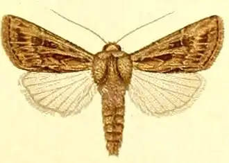 Agrotis graslini