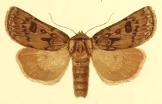 Agrotis ruta