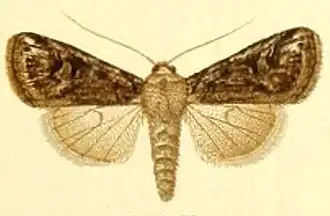 Yigoga spissilinea