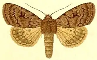 Coenophila