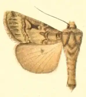 Agrotis submolesta