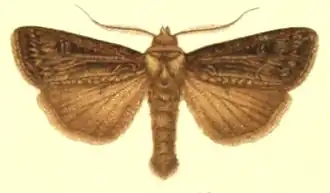 Agrotis trifurca