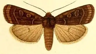 Lycophotia velata